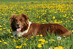 hundefotos border_collie