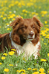 hundefotos border_collie