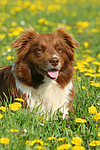hundefotos border_collie