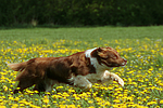 hundefotos border_collie