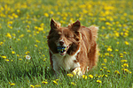 hundefotos border_collie