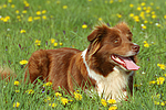 hundefotos border_collie