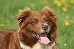 hundefotos border_collie