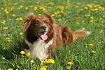hundefotos border_collie