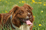 hundefotos border_collie