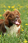 hundefotos border_collie