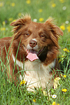 hundefotos border_collie