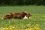 hundefotos border_collie