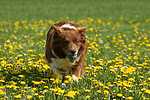 hundefotos border_collie