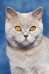 katzenfotos britisch_kurzhaar
