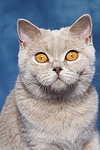 katzenfotos britisch_kurzhaar