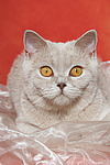 katzenfotos britisch_kurzhaar