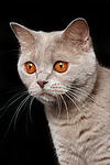 katzenfotos britisch_kurzhaar