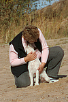 hundefotos parson_russell_terrier