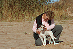hundefotos parson_russell_terrier
