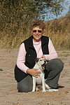 hundefotos parson_russell_terrier