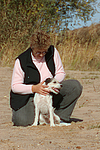 hundefotos parson_russell_terrier