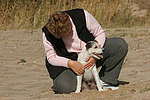 hundefotos parson_russell_terrier