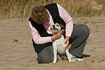hundefotos parson_russell_terrier
