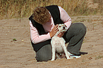 hundefotos parson_russell_terrier