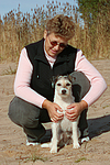 hundefotos parson_russell_terrier