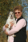 hundefotos parson_russell_terrier