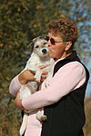 hundefotos parson_russell_terrier