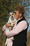 hundefotos parson_russell_terrier