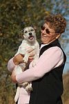 hundefotos parson_russell_terrier