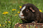 kleintierfotos meerschwein_-_us-teddy
