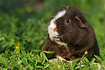 kleintierfotos meerschwein_-_us-teddy