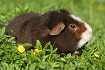 kleintierfotos meerschwein_-_us-teddy