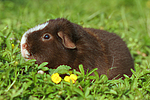 kleintierfotos meerschwein_-_us-teddy