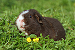 kleintierfotos meerschwein_-_us-teddy