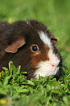 kleintierfotos meerschwein_-_us-teddy