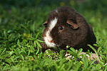 kleintierfotos meerschwein_-_us-teddy