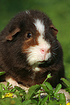 kleintierfotos meerschwein_-_us-teddy
