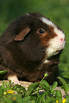 kleintierfotos meerschwein_-_us-teddy
