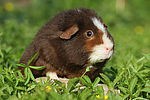 kleintierfotos meerschwein_-_us-teddy