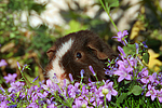 kleintierfotos meerschwein_-_us-teddy
