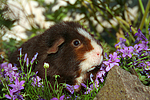kleintierfotos meerschwein_-_us-teddy