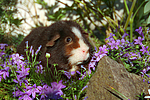 kleintierfotos meerschwein_-_us-teddy