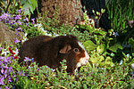 kleintierfotos meerschwein_-_us-teddy
