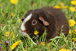 kleintierfotos meerschwein_-_us-teddy