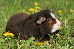 kleintierfotos meerschwein_-_us-teddy