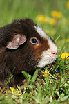 kleintierfotos meerschwein_-_us-teddy