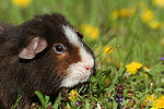 kleintierfotos meerschwein_-_us-teddy