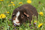 kleintierfotos meerschwein_-_us-teddy