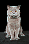 katzenfotos britisch_kurzhaar