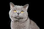 katzenfotos britisch_kurzhaar